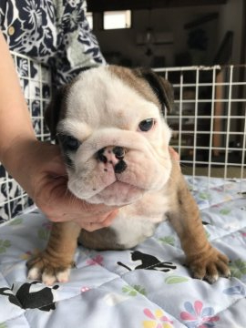 ブルドッグ【宮城県・男の子・2020年5月29日・ブリンドル&ホワイト】の写真「元気いっぱい甘えん坊！」