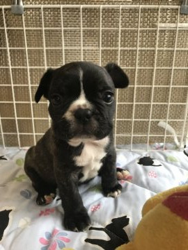 フレンチブルドッグ【宮城県・男の子・2020年4月9日・ブリンドル&ホワイト】の写真「まん丸お目目の元気ボーイ★」