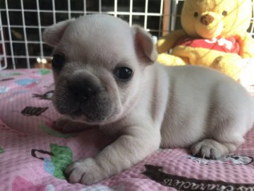 フレンチブルドッグ【宮城県・女の子・2020年8月23日・クリーム】の写真「食いしん坊の元気ガール！」