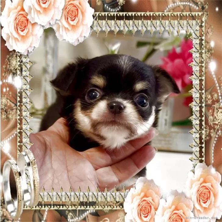 ID：2504-05257の子犬