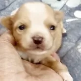 チワワ(ロング)