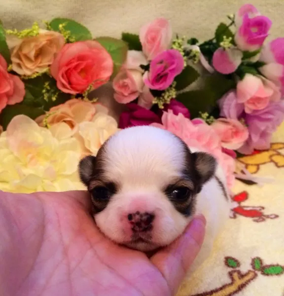 ID：1404-00737の子犬