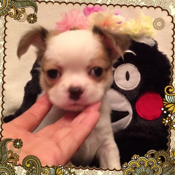 ID：1408-01286の子犬