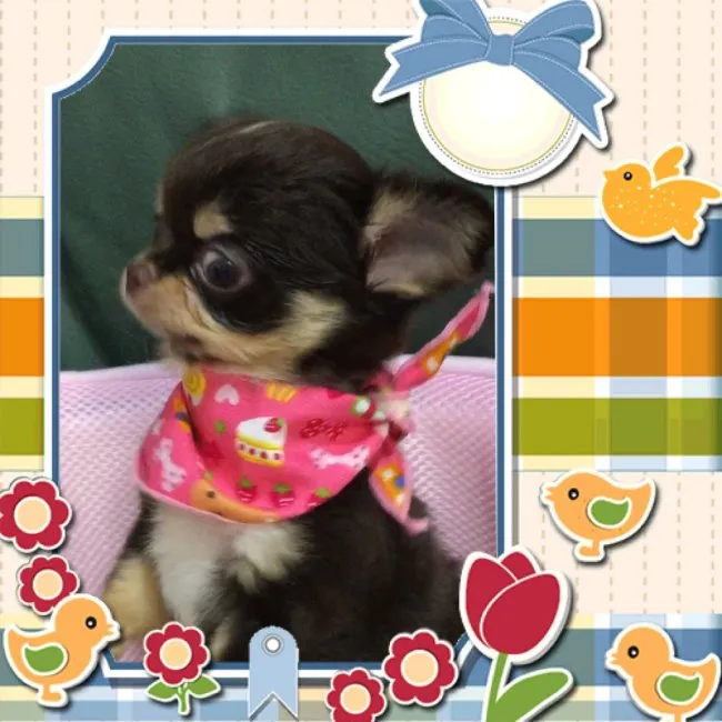 ID：1609-01621の子犬