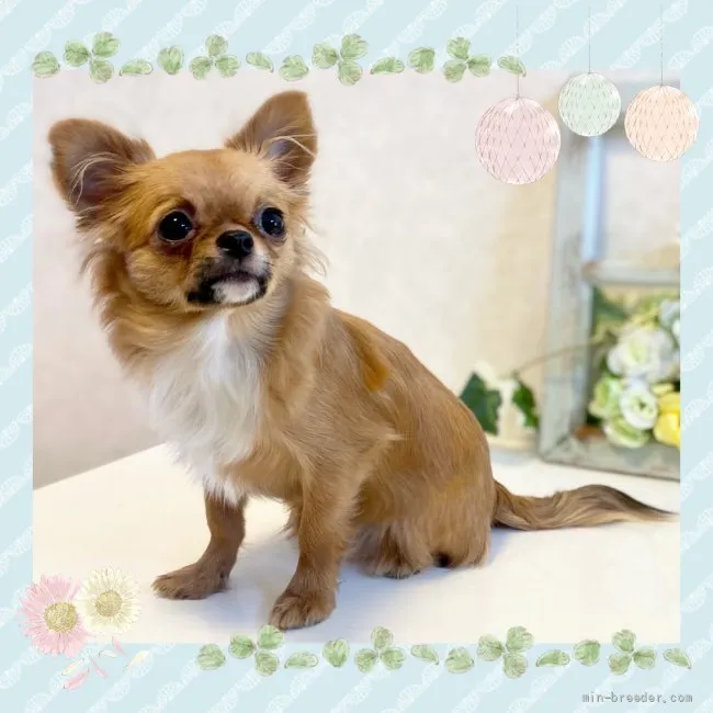 M.T 様のお迎えした子犬