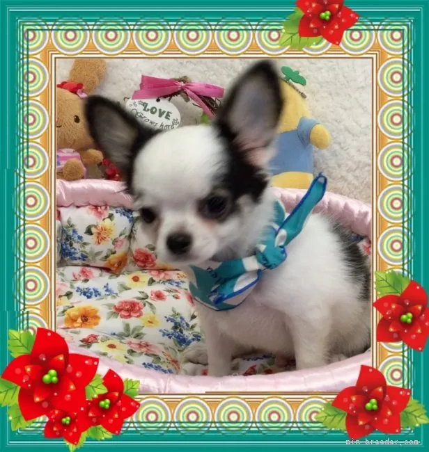 ID：1611-01079の子犬