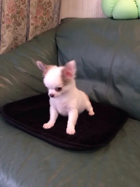 ID：1311-00256の子犬