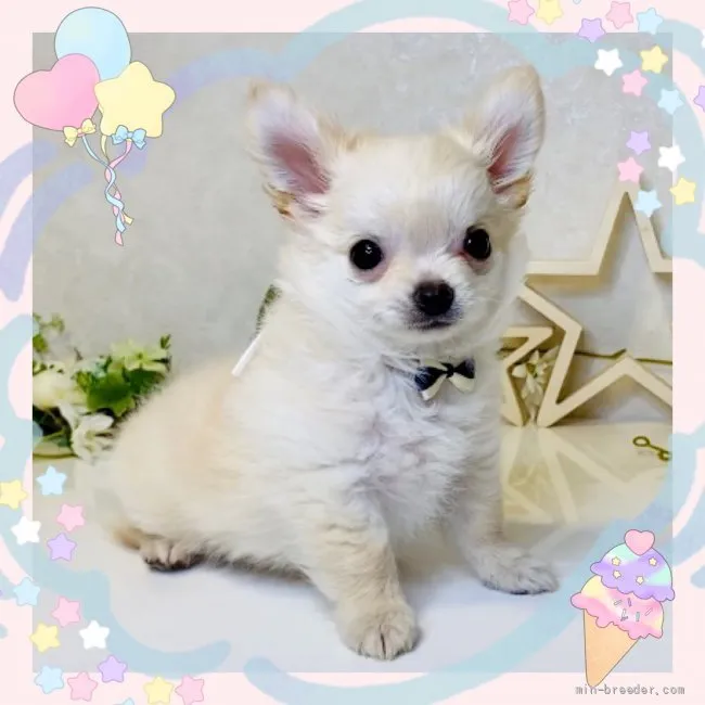 ID：2110-01022の子犬