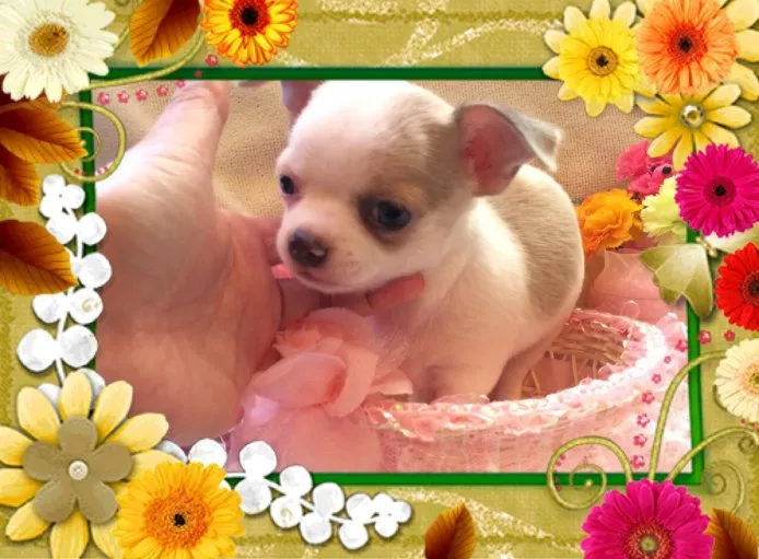 コツブのママちゃん☆ 様のお迎えした子犬