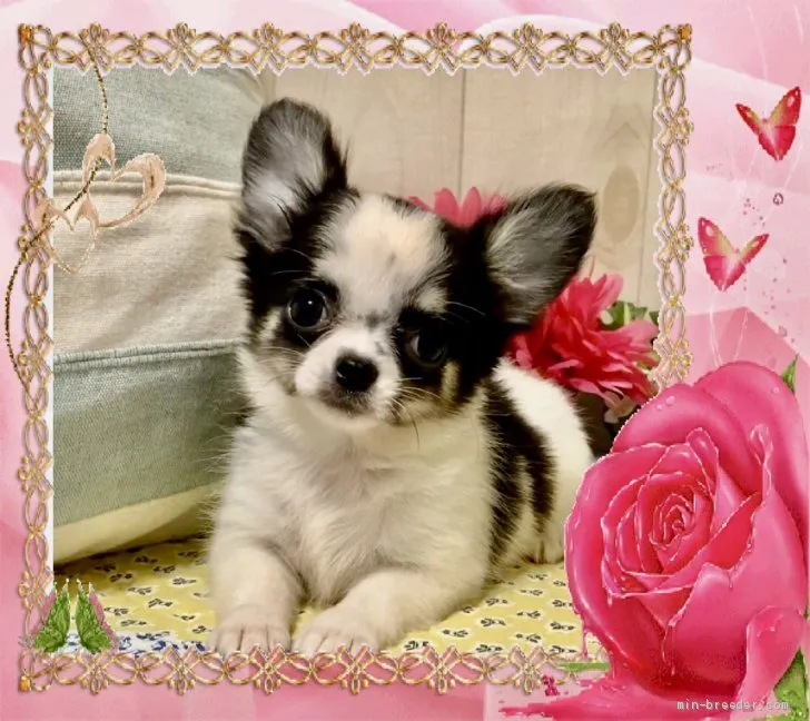 ユウ 様のお迎えした子犬