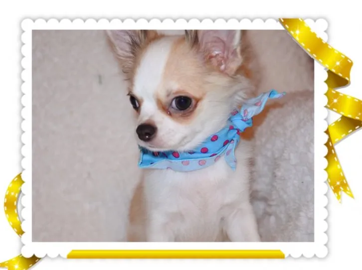すずちゃん 様のお迎えした子犬
