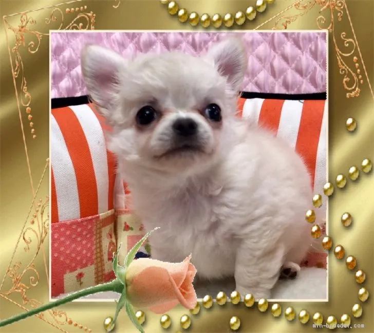 ID：1907-01132の子犬