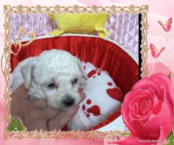 ID：1712-02387の子犬