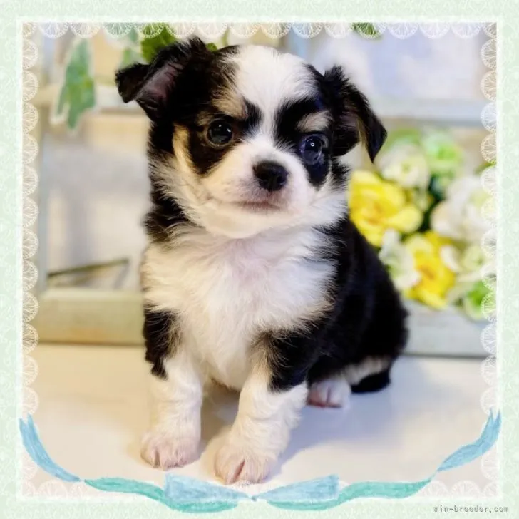 ID：2307-03814の子犬