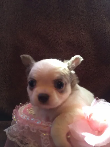 ID：1403-01042の子犬