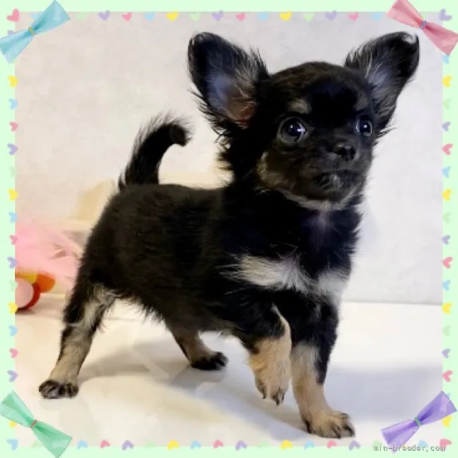 ID：2203-01398の子犬