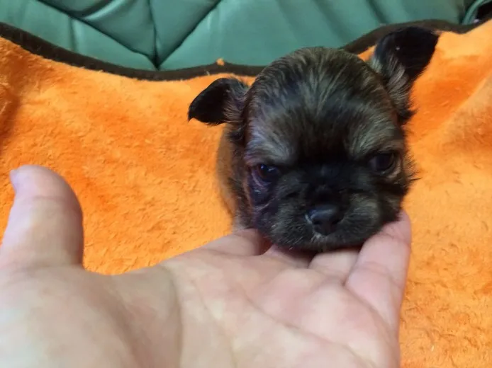 ID：1402-00847の子犬