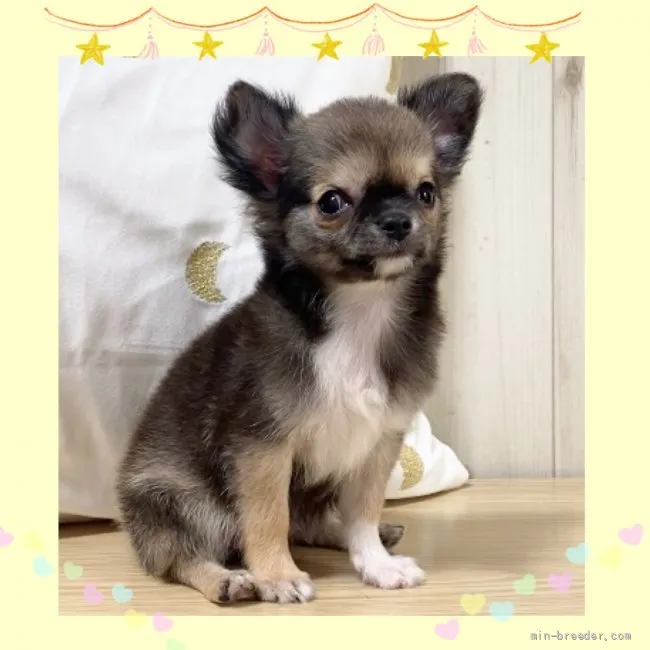 しげ丸 様のお迎えした子犬