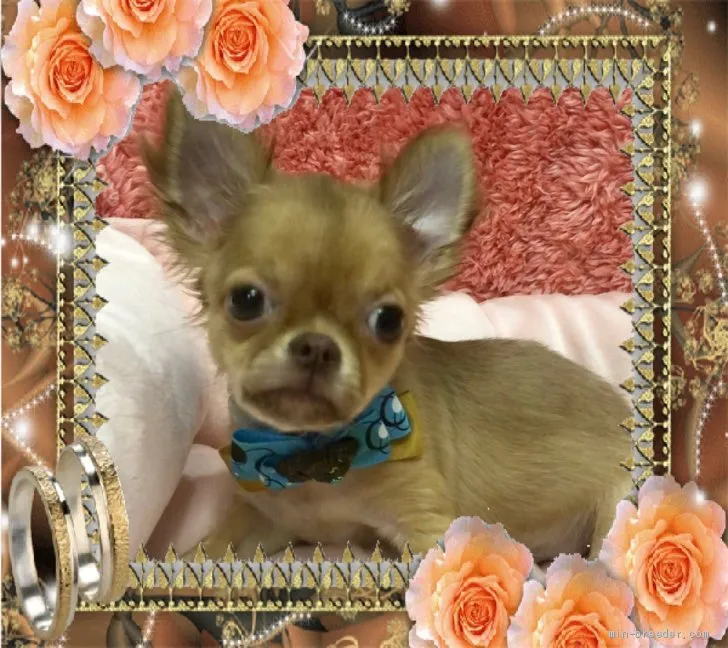 ID：1908-01807の子犬