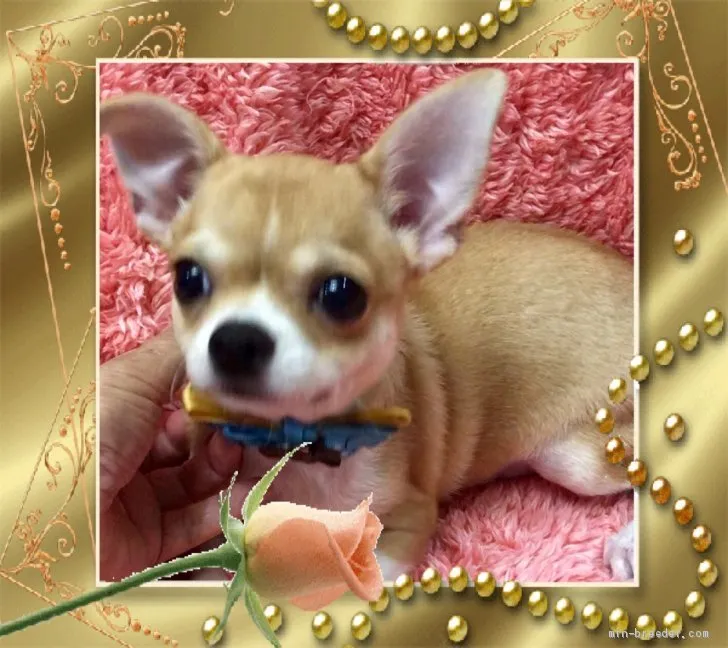 S.T 様のお迎えした子犬