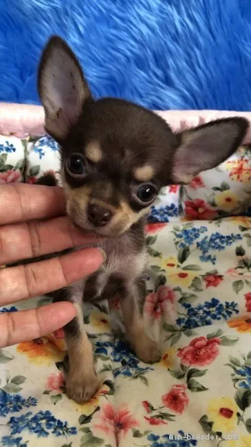 ポン 様のお迎えした子犬