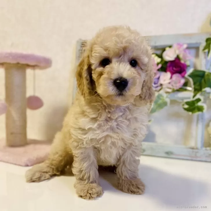 ID：2311-04917の子犬