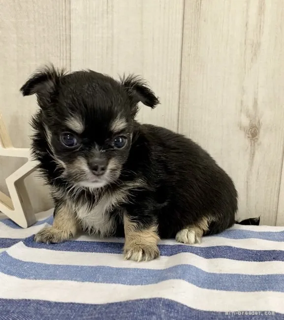 ミケルトン 様のお迎えした子犬