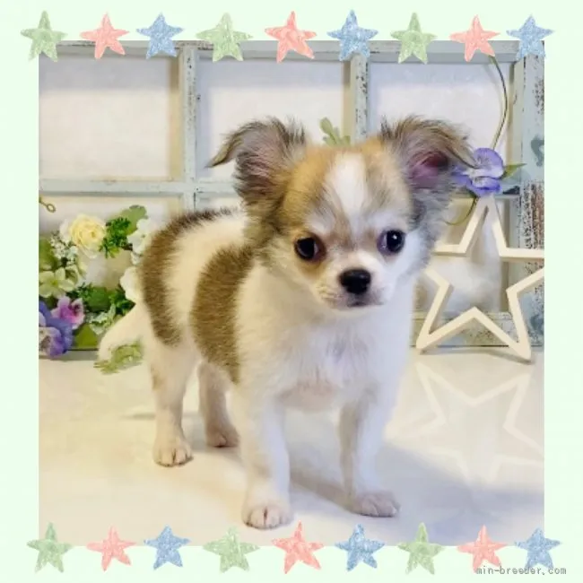 ガンバライオン 様のお迎えした子犬