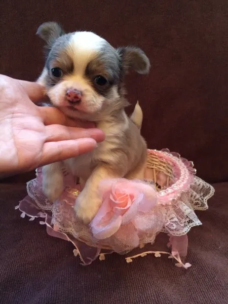 きのした 様のお迎えした子犬