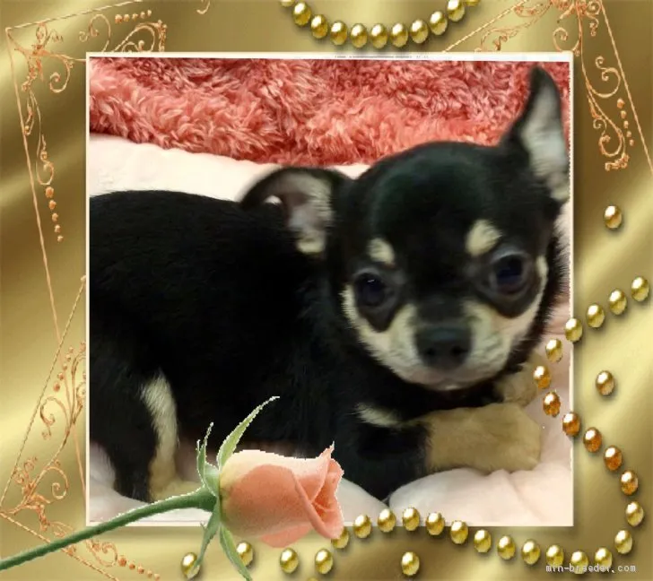 ID：1911-00340の子犬