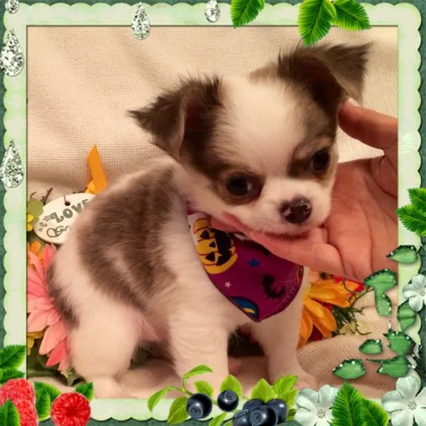 ID：1409-00067の子犬