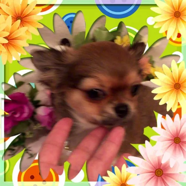 COCO 様のお迎えした子犬
