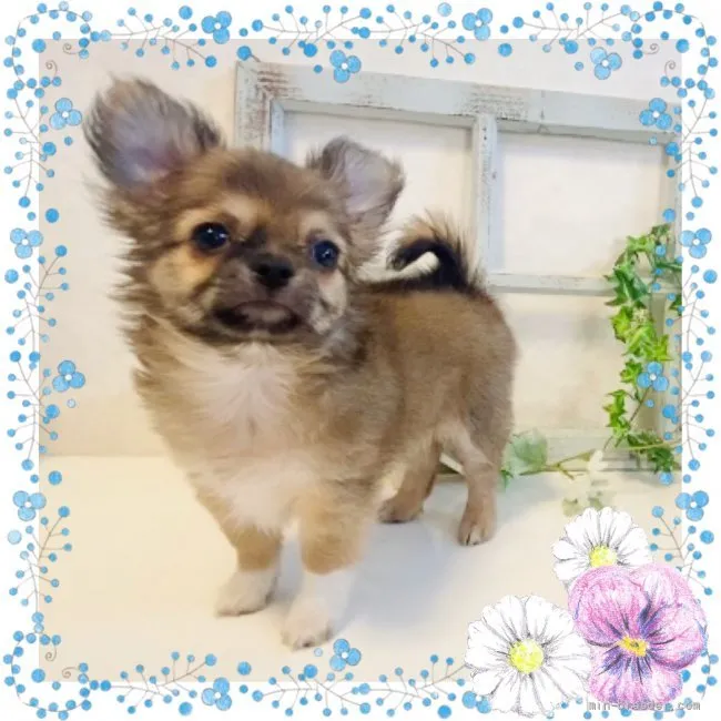 ai 様のお迎えした子犬