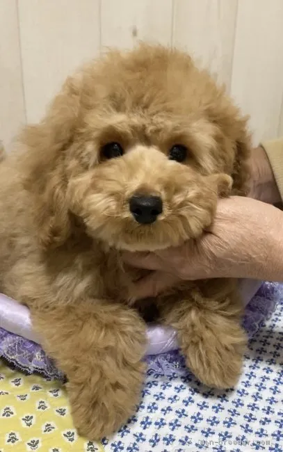 まぁ 様のお迎えした子犬