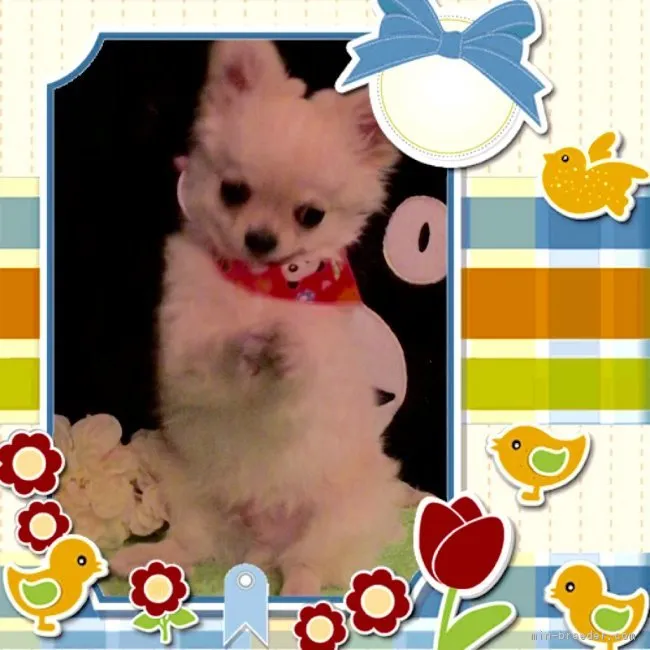 ID：1602-00180の子犬