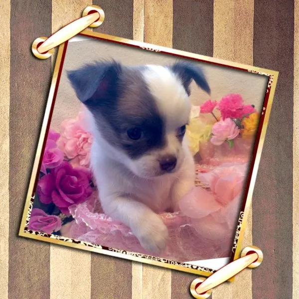 ID：1409-00414の子犬