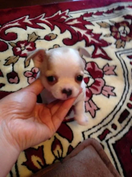 マリリン 様のお迎えした子犬