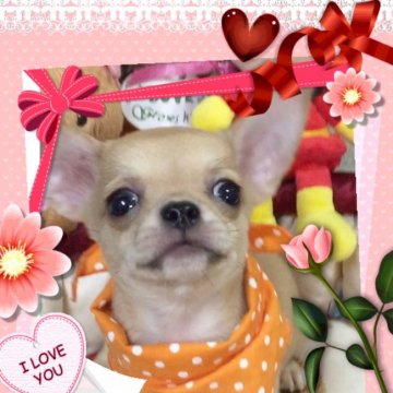 チワワ(スムース)【大阪府・女の子・2017年6月12日・フォーン】の写真「🌸とっても元気❗️ 小ぶりチワワ姫💕」