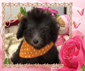 トイプードル(タイニー)【大阪府・女の子・2017年11月11日・シルバー】の写真「素敵なセラピープードルちゃん💕」