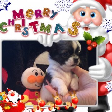 チワワ(ロング)【大阪府・女の子・2014年10月11日・パーティ】の写真「ちっちゃな激かわのお姫様💕 大阪でもご見学可💗」