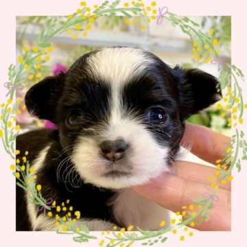 チワワ(ロング)【大阪府・女の子・2023年3月2日・パーティー】の写真「🌸可愛いチワワちゃん😊」