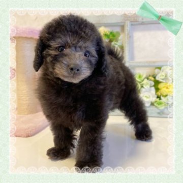トイプードル(トイ)【大阪府・男の子・2023年1月30日・シルバー】の写真「🌸可愛いプードルちゃん😊」