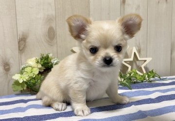 チワワ(ロング)【大阪府・男の子・2020年8月11日・クリーム】の写真「🌸  イケメン君❤️人懐っこく可愛いチワワちゃん💕」