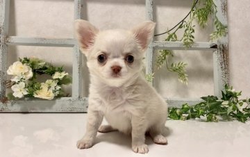 チワワ(ロング)【大阪府・女の子・2020年8月11日・クリーム】の写真「🌸  癒し系❤️人懐っこく可愛いチワワちゃん💕」