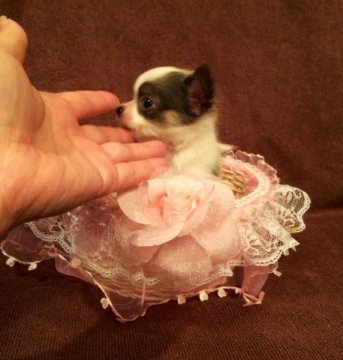 チワワ(ロング)【大阪府・女の子・2014年2月25日・パーティ】の写真「極小チワワの女の子です。」