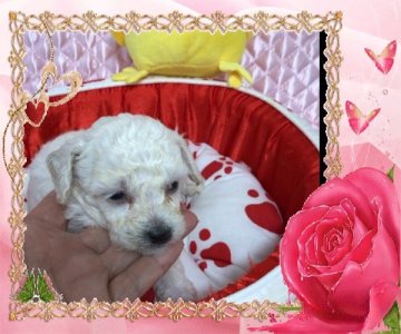 トイプードル(タイニー)【大阪府・女の子・2017年11月11日・ホワイト】の写真「素敵なセラピープードルちゃん💕」