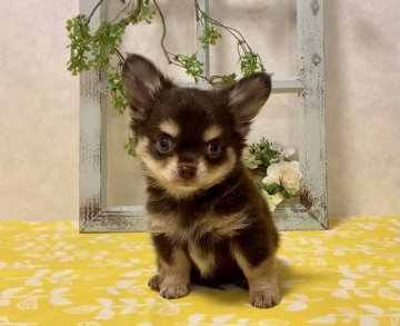 チワワ(ロング)【大阪府・男の子・2020年8月20日・チョコレート&クリーム】の写真「🌸  人気の毛色💕人懐っこく可愛いチワワちゃん💕」