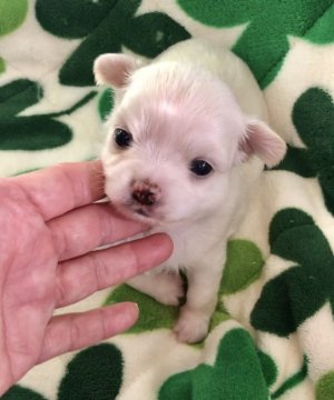 チワワ(ロング)【大阪府・男の子・2020年6月3日・クリーム】の写真「🌸  丸々、コロコロ、可愛いチワワ君💕」