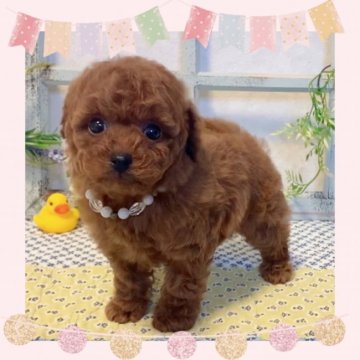 トイプードル(タイニー)【大阪府・女の子・2020年12月22日・レッド】の写真「可愛いプ女の子のードルちゃん💕」