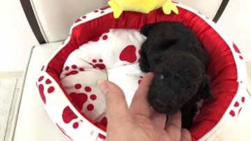 トイプードル(タイニー)【大阪府・女の子・2017年11月11日・シルバー】の写真「素敵なセラピープードルちゃん💕」